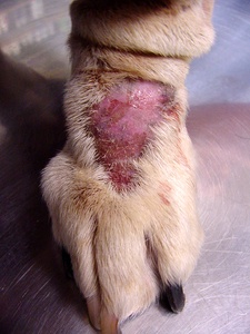 Atopic Dematitis Dogs - PEA