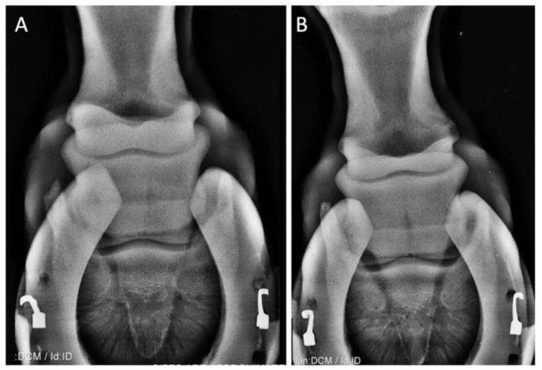 Lameness case study picture