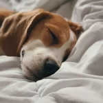 Beagle Allergy PEA WWN.com.au