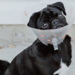 Canine Mast Cell Tumour PEA