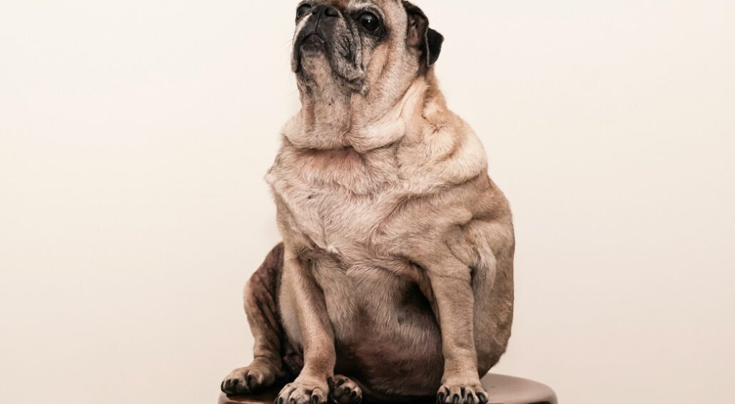 PEA (Palmitoyethanolamide) helps gut health in obese pets