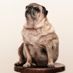 PEA (Palmitoyethanolamide) helps gut health in obese pets